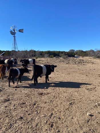 beltie-by windmill