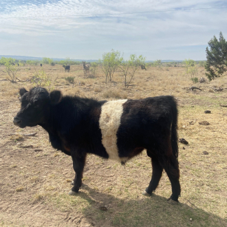 lone beltie young bull